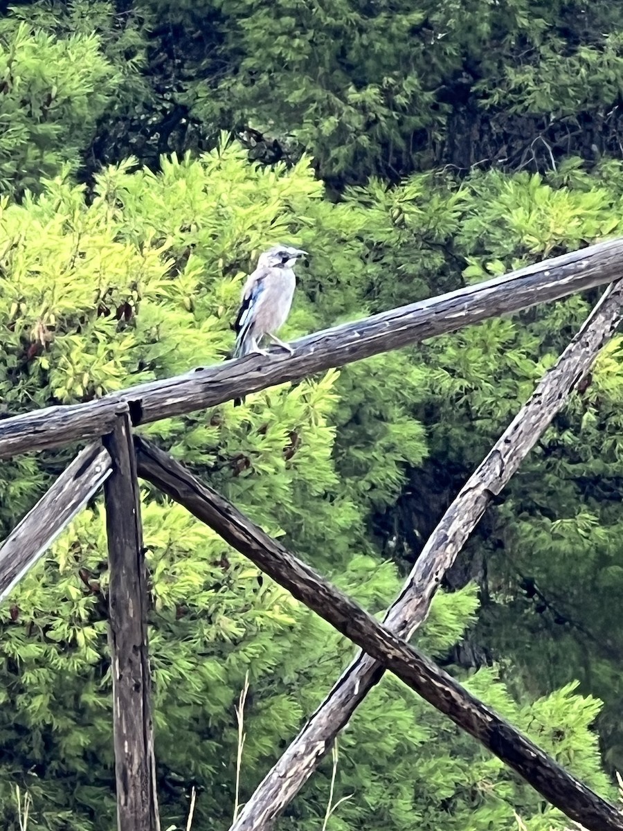 Eurasian Jay - ML608982411