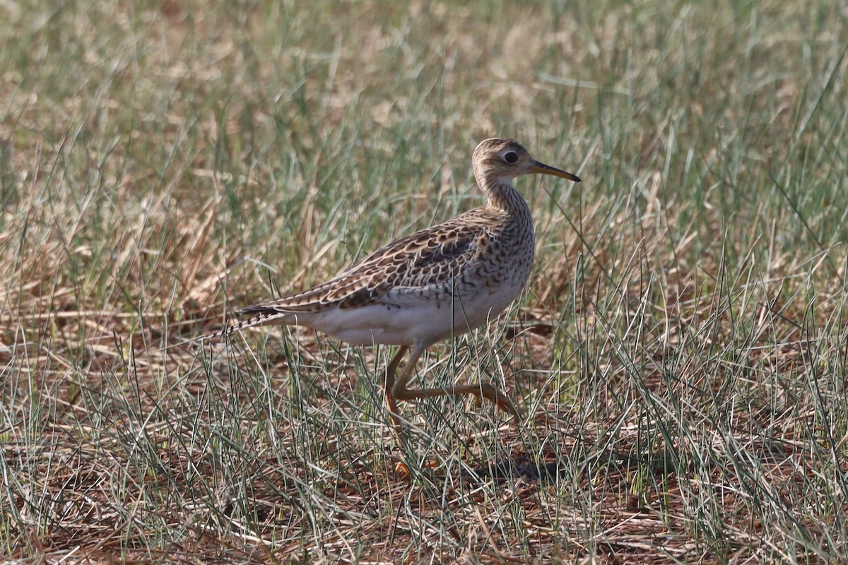 Upland Sandpiper - ML608982432