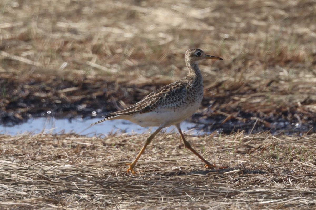 Upland Sandpiper - ML608982443