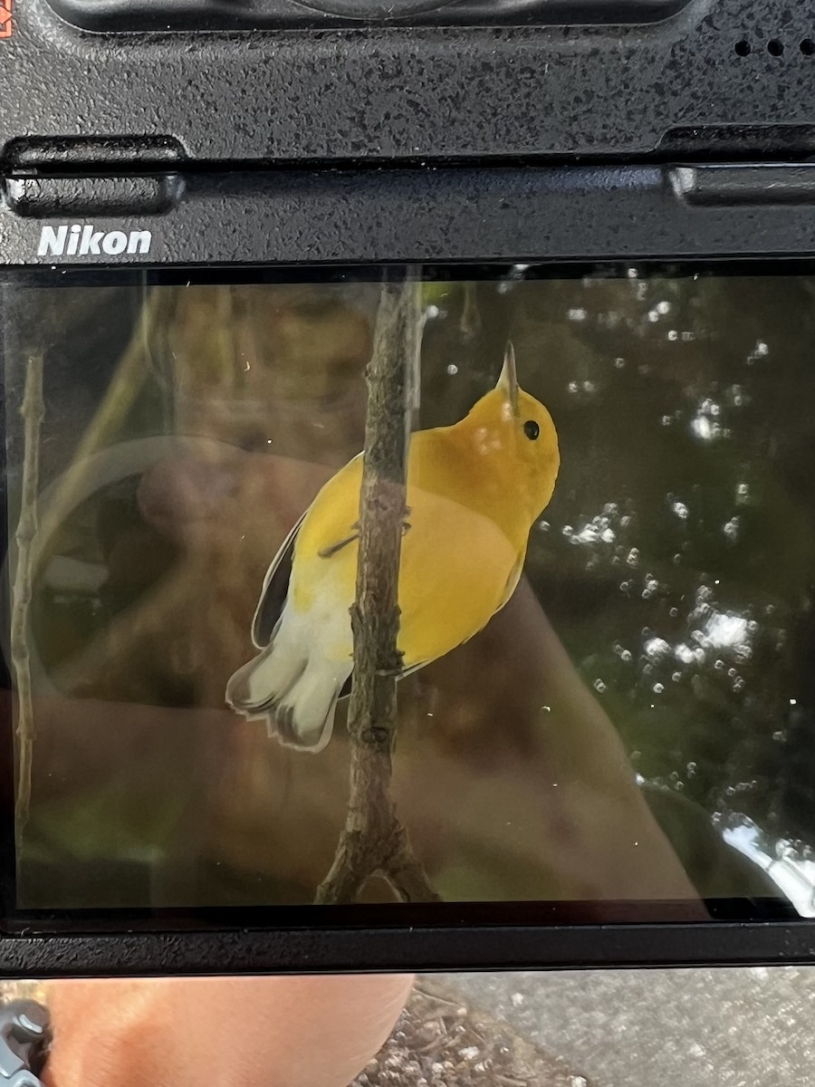 Prothonotary Warbler - ML608982448