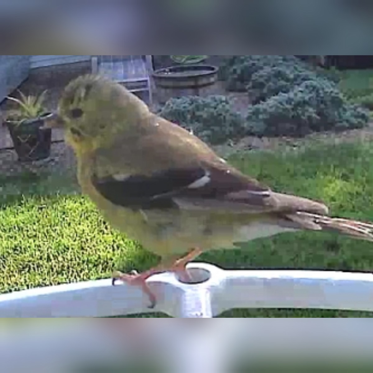 American Goldfinch - ML608982499