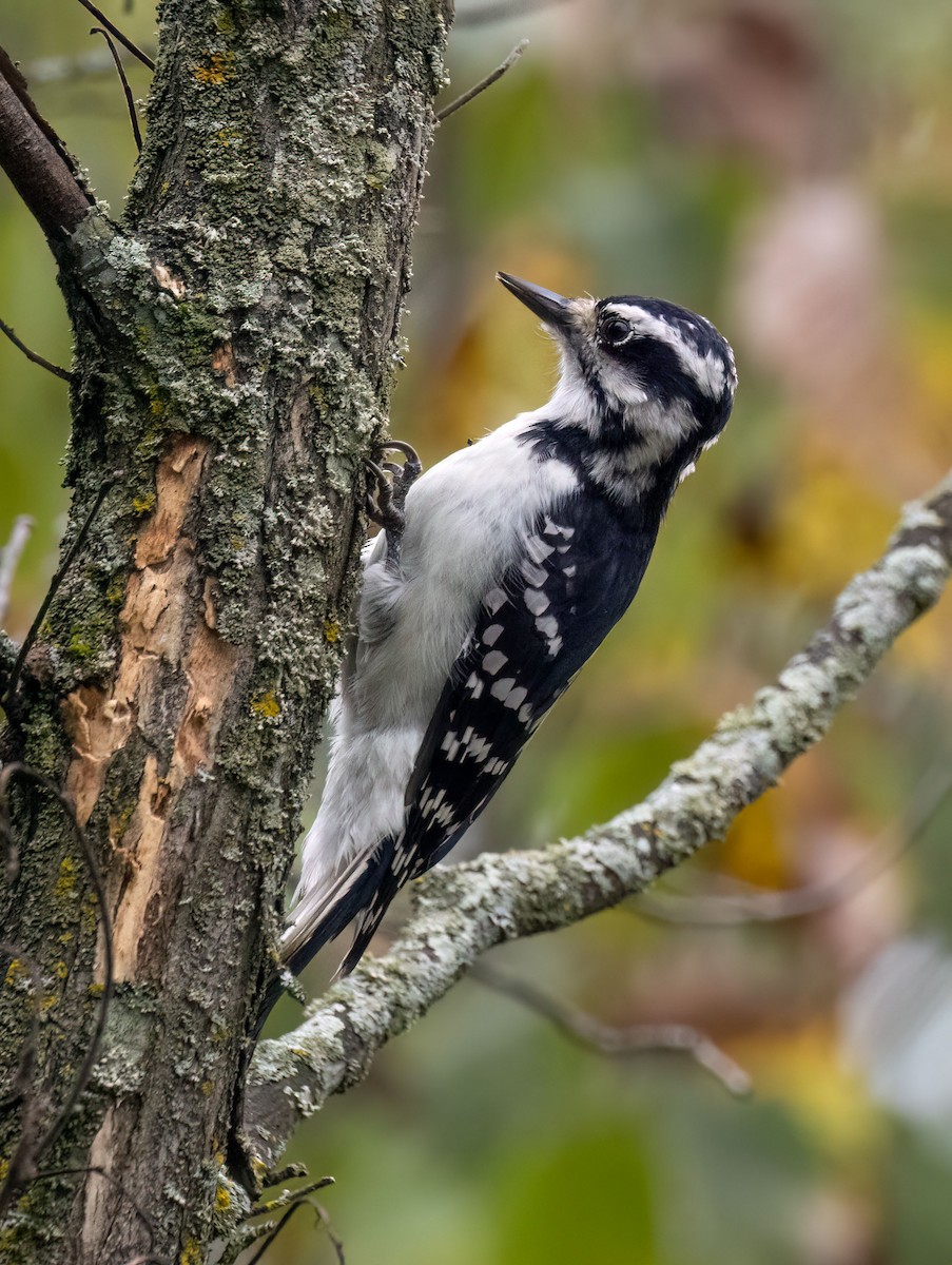 Hairy Woodpecker - Suzanne Labbé