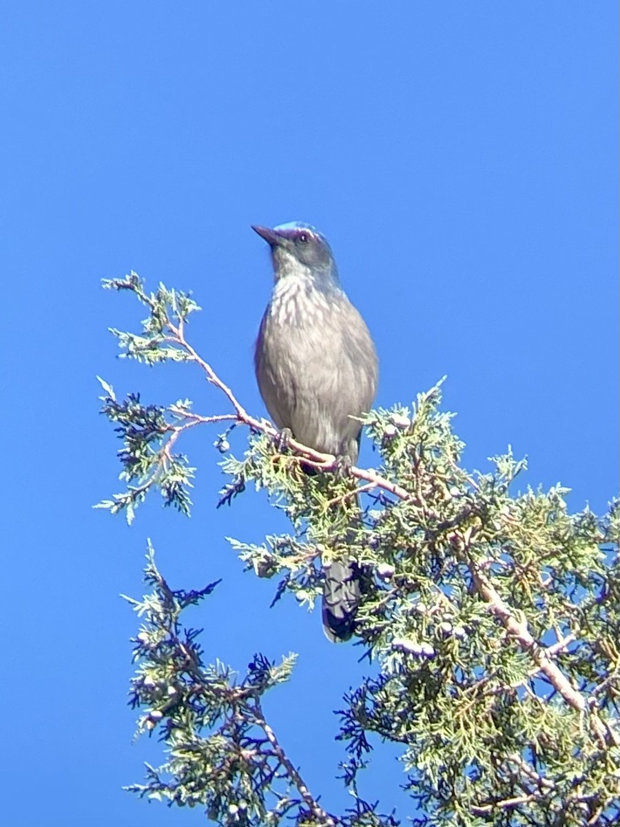 Woodhouse's Scrub-Jay - ML608982577