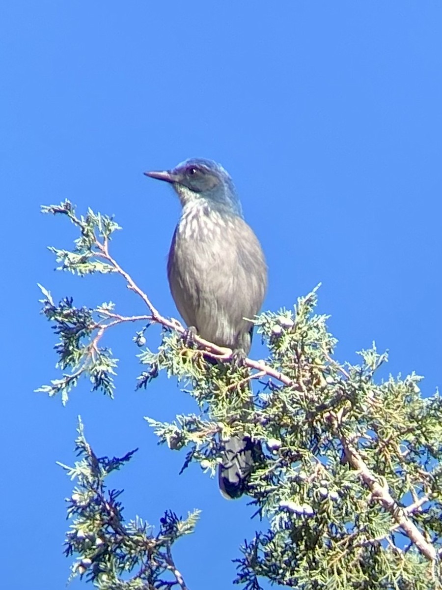 Woodhouse's Scrub-Jay - ML608982578