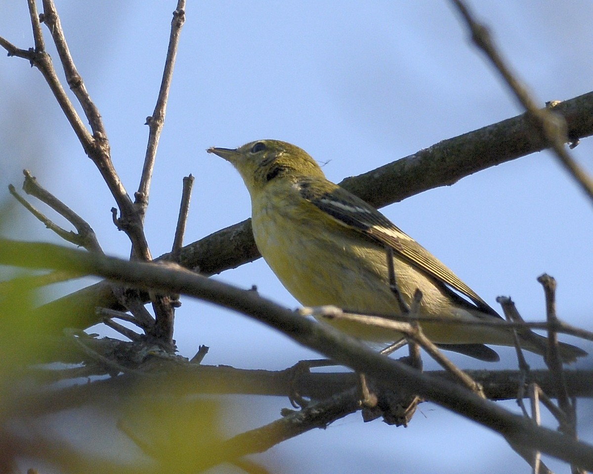 Pine Warbler - David Kennedy