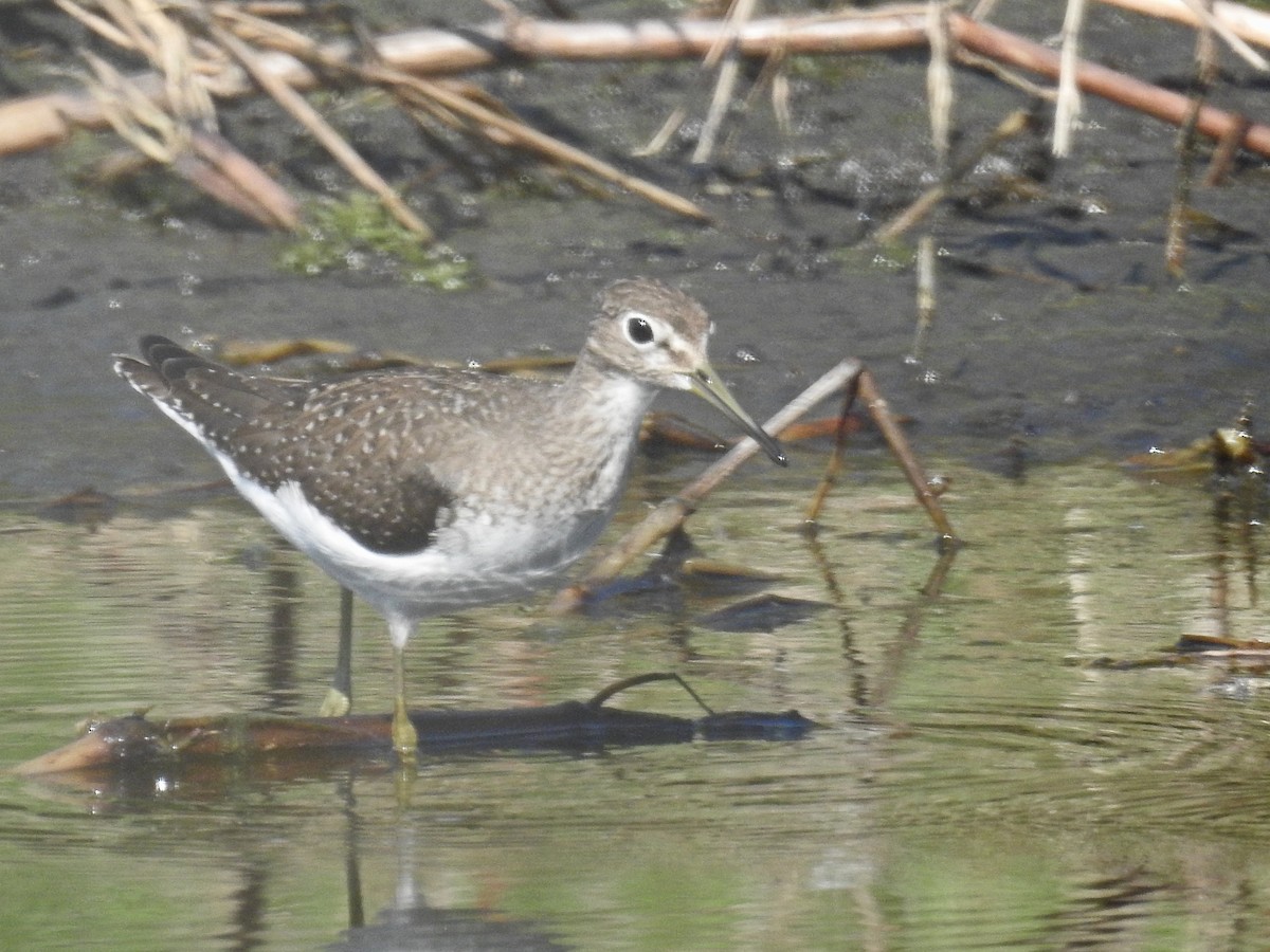 Einsiedelwasserläufer - ML608982763