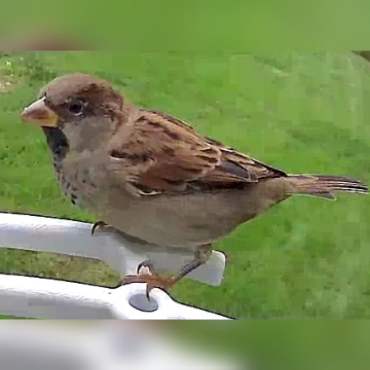 House Sparrow - ML608982801