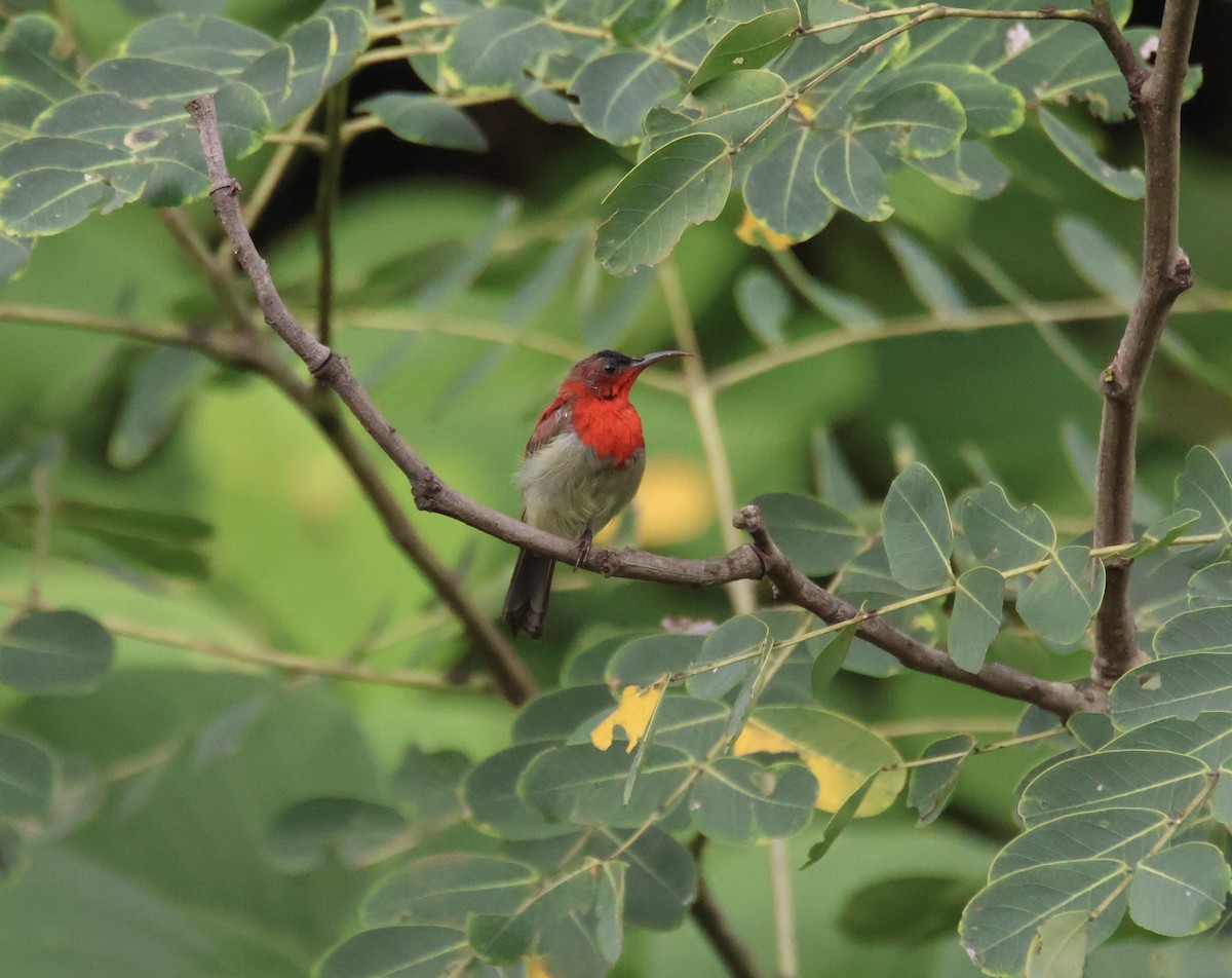 Crimson Sunbird - Arindam Bakshi