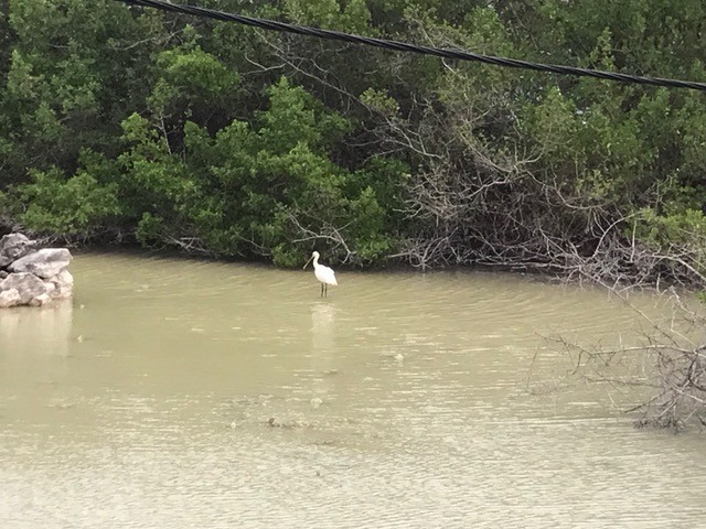 Eurasian Spoonbill - ML608982943