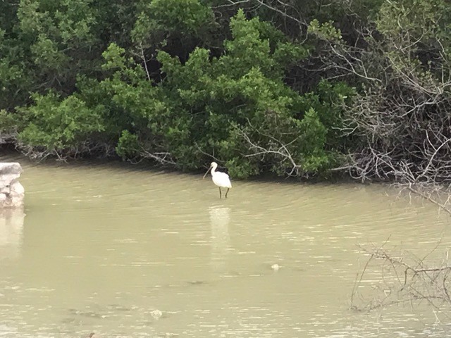Eurasian Spoonbill - Guadeloupe historical records