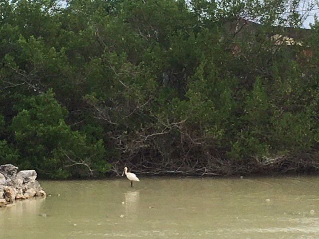 Eurasian Spoonbill - ML608982955
