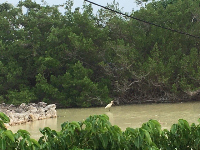 Eurasian Spoonbill - ML608982956