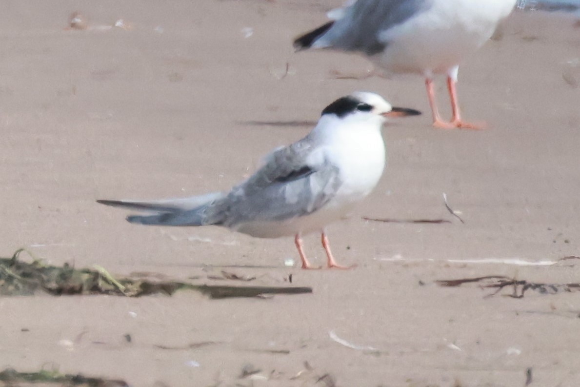 Common Tern - Ken McKenna