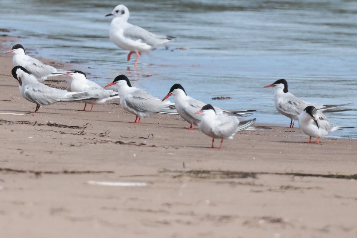 Common Tern - ML608983087