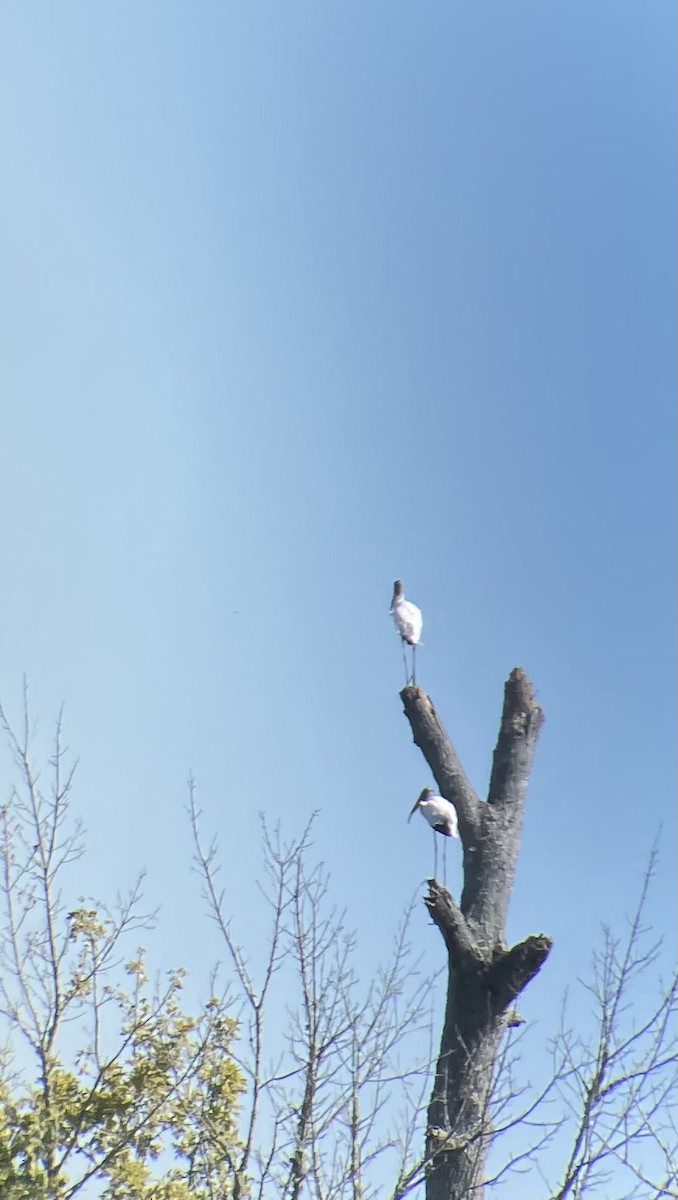 Wood Stork - ML608983090
