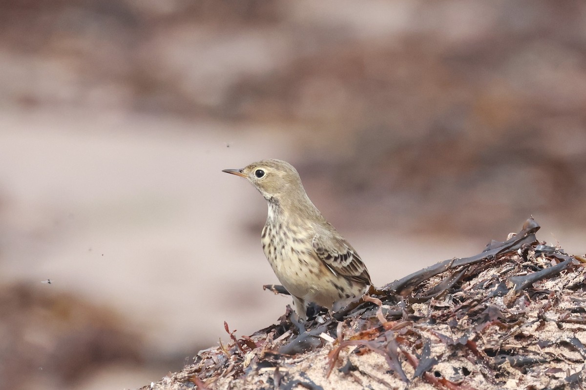 American Pipit - Ken McKenna