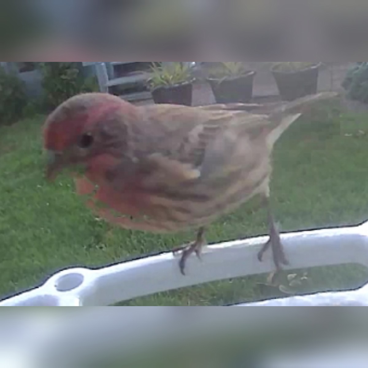 House Finch - ML608983153