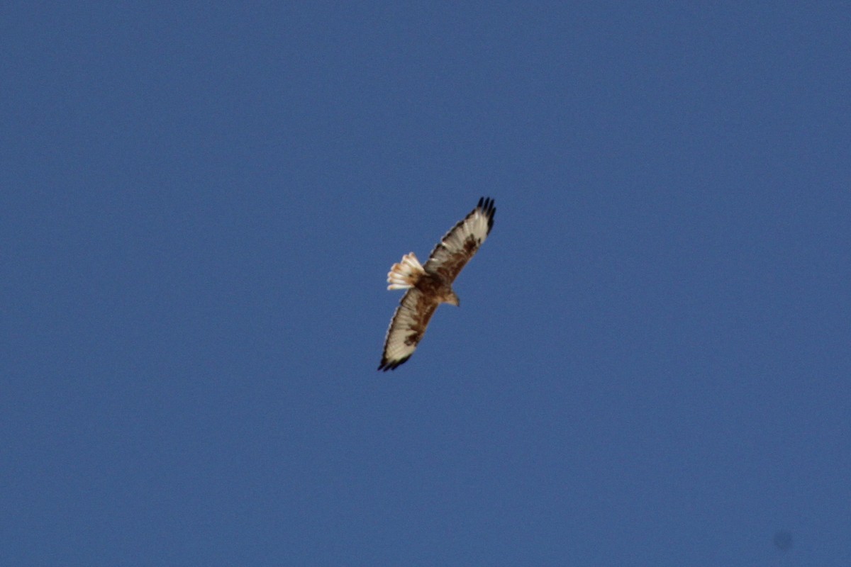 Long-legged Buzzard - Ann Monk