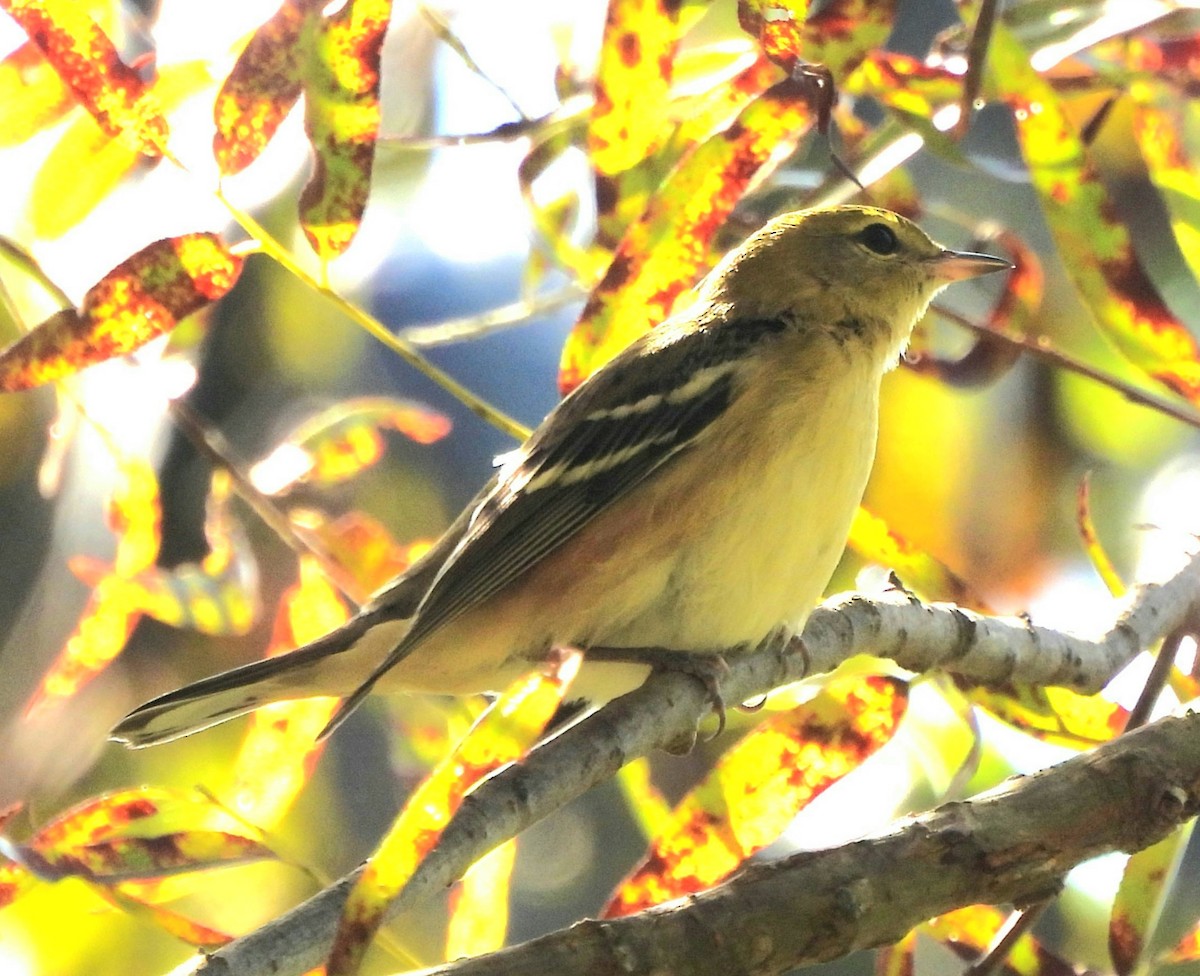 Bay-breasted Warbler - ML608983377