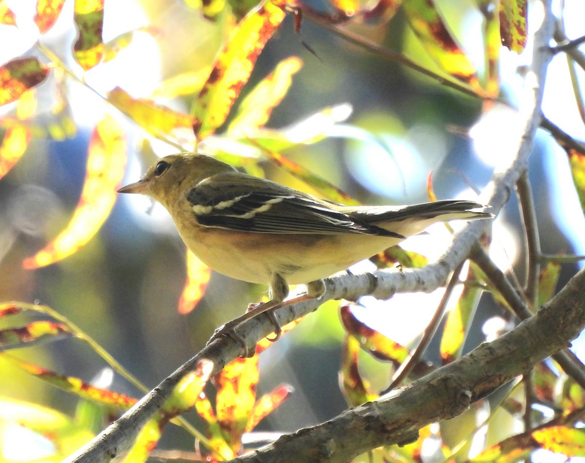 Bay-breasted Warbler - Michelle Forte