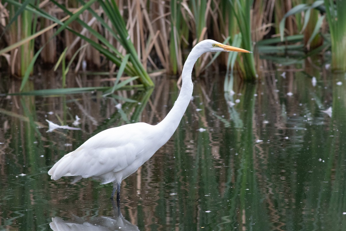 Цасч дэглий - ML608983427