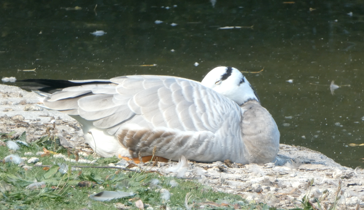 Bar-headed Goose - ML608983504