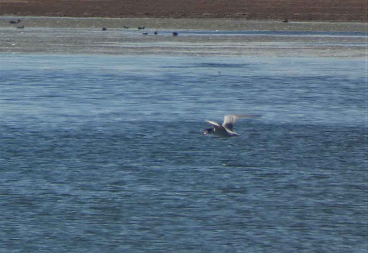 Pagaza Piquirroja - ML608983594