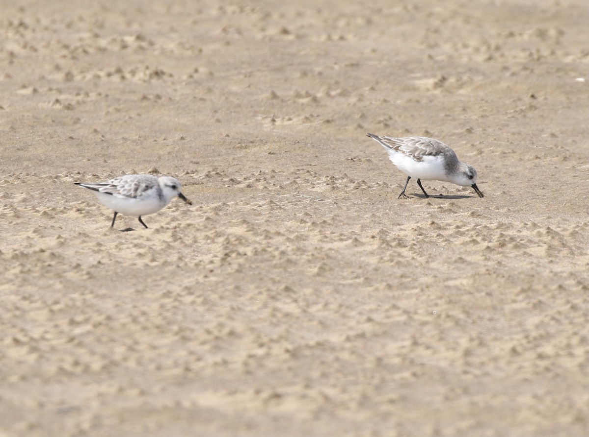 Sanderling - ML608983643