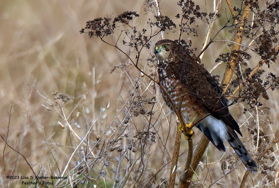 Sharp-shinned Hawk - ML608983816