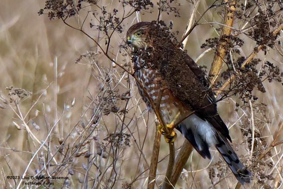 Sharp-shinned Hawk - ML608983817