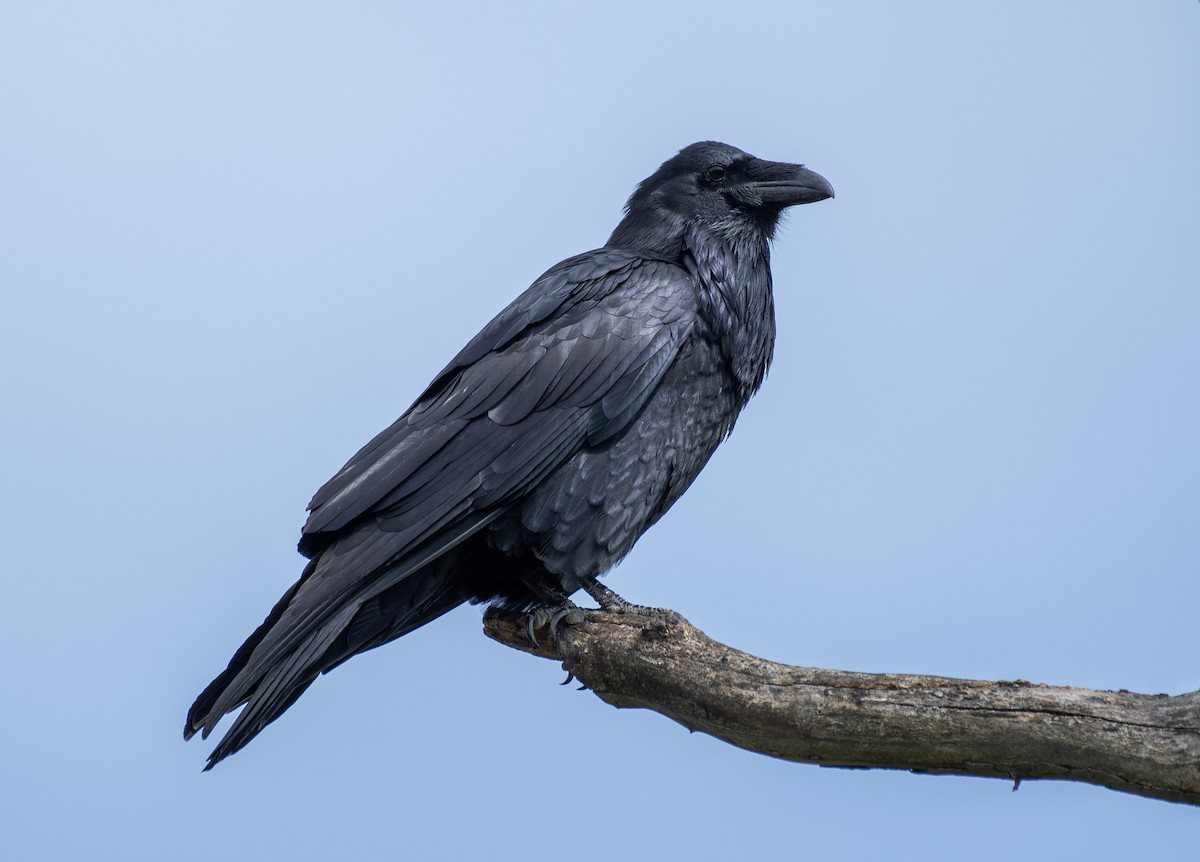 Common Raven - Dave DeSarno