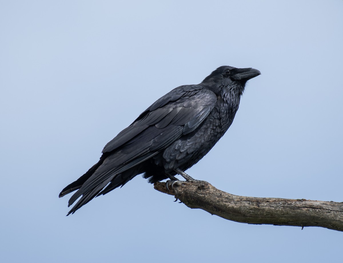 Common Raven - ML608983923