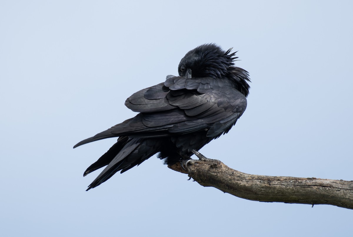 Common Raven - ML608983926