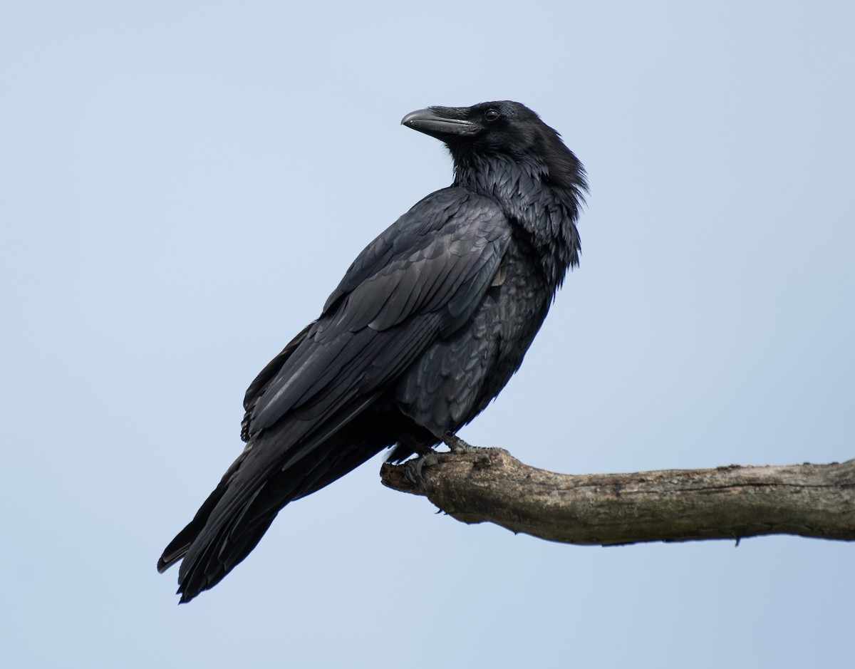 Common Raven - Dave DeSarno