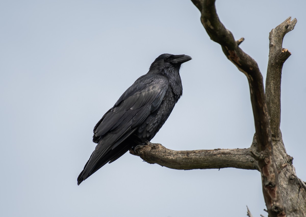 Common Raven - Dave DeSarno