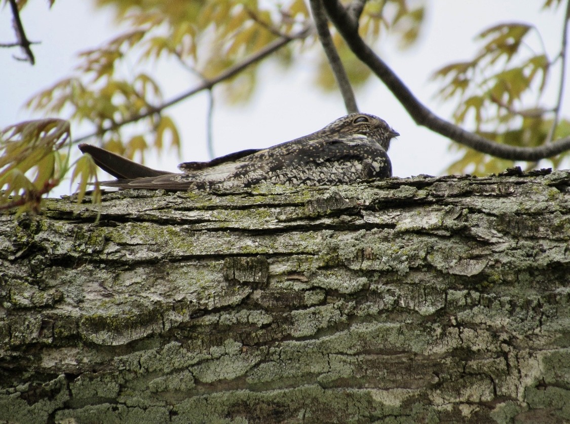 Common Nighthawk - ML608984021