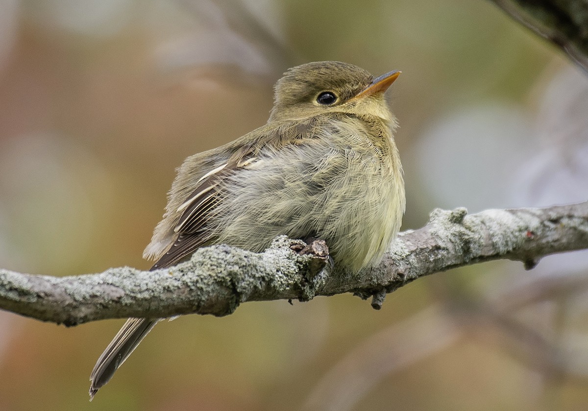 Yellow-bellied Flycatcher - Dave DeSarno