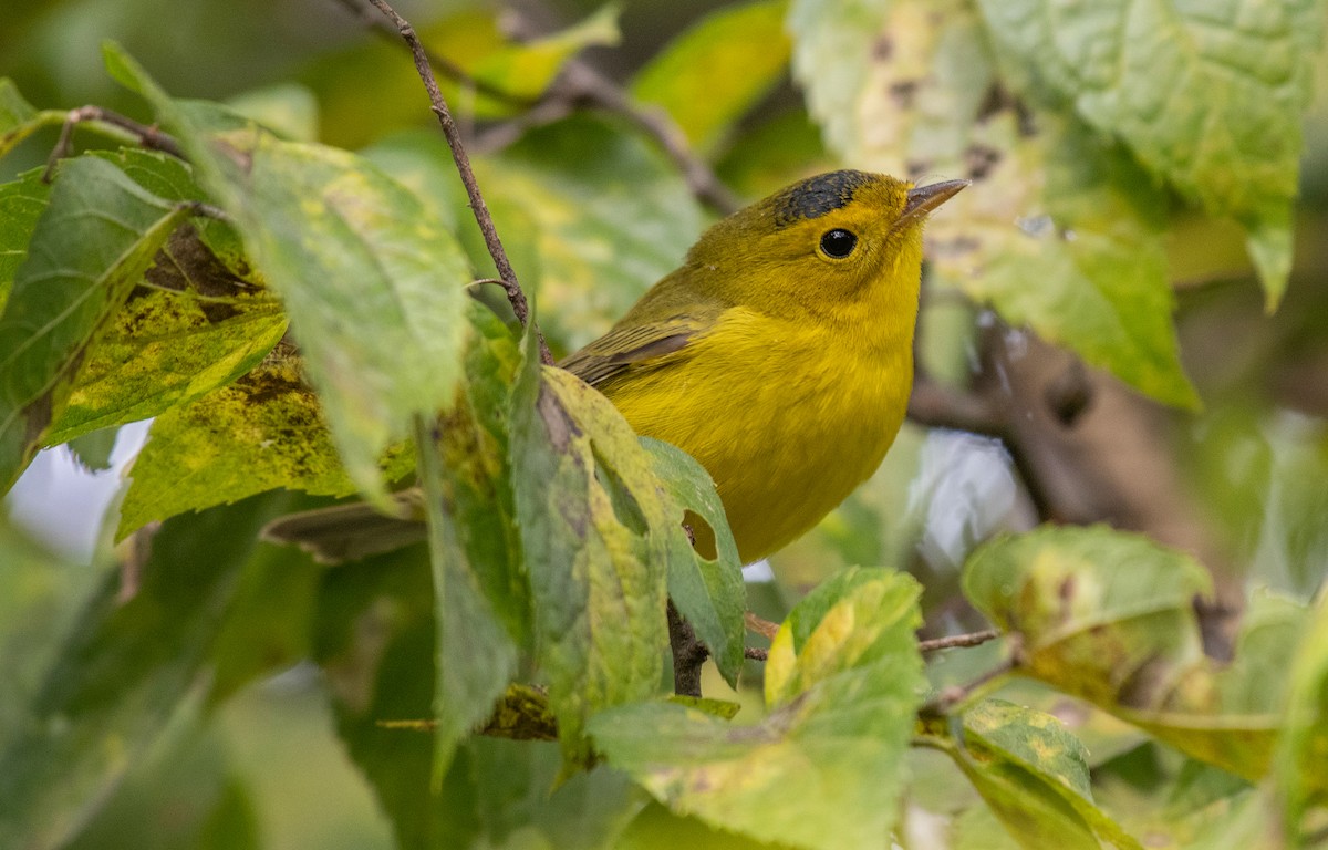 Wilson's Warbler - ML608984125