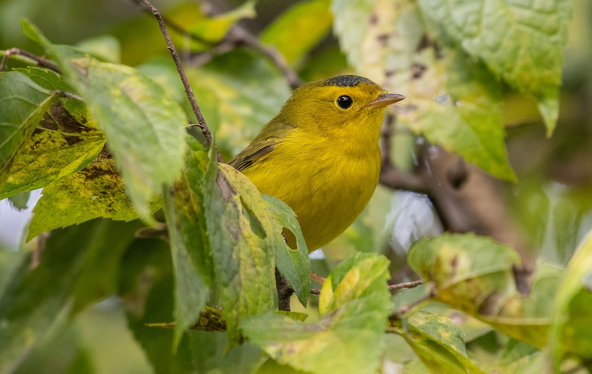 Wilson's Warbler - Dave DeSarno