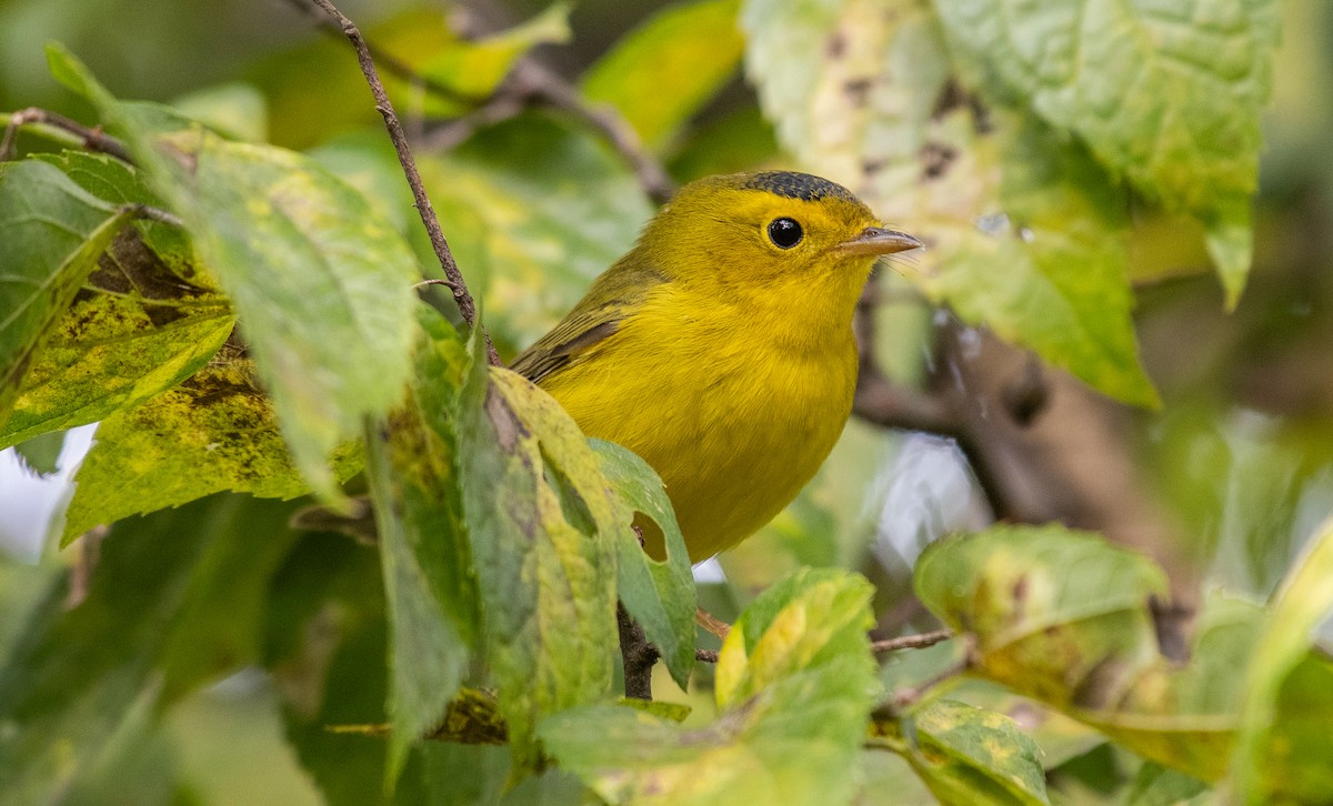 Wilson's Warbler - Dave DeSarno