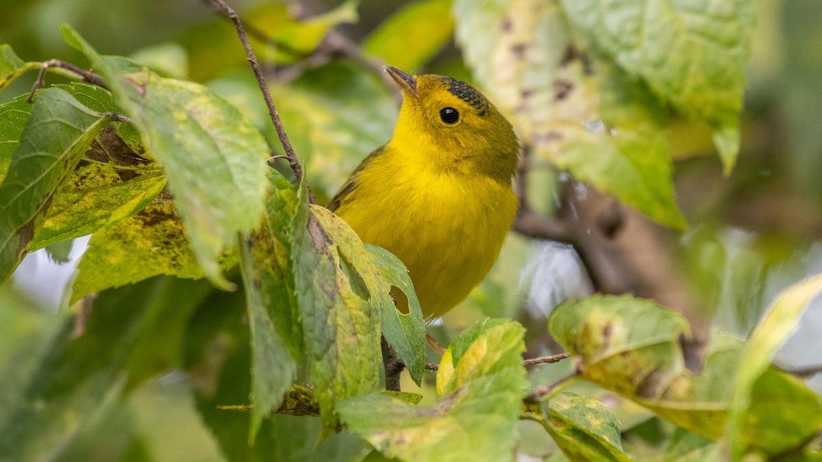 Wilson's Warbler - ML608984151