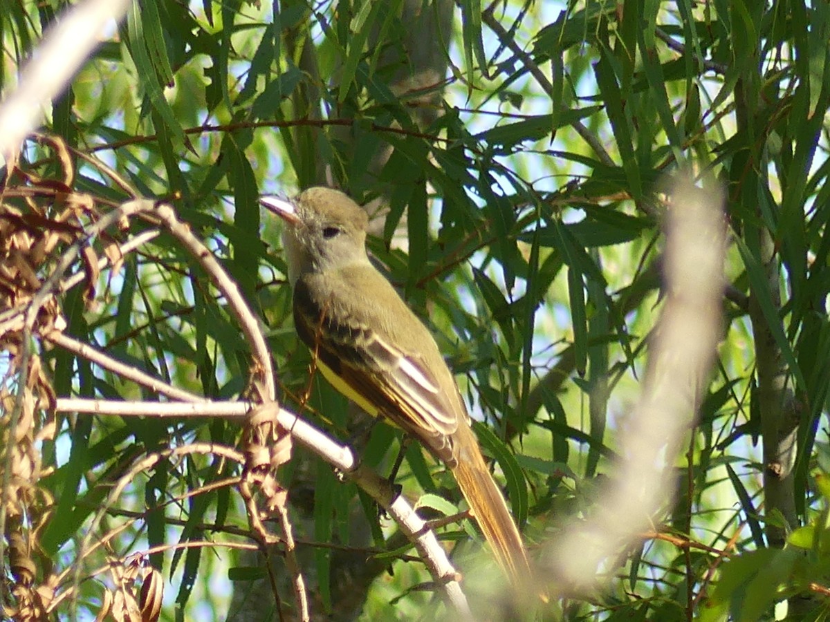 Great Crested Flycatcher - ML608984160