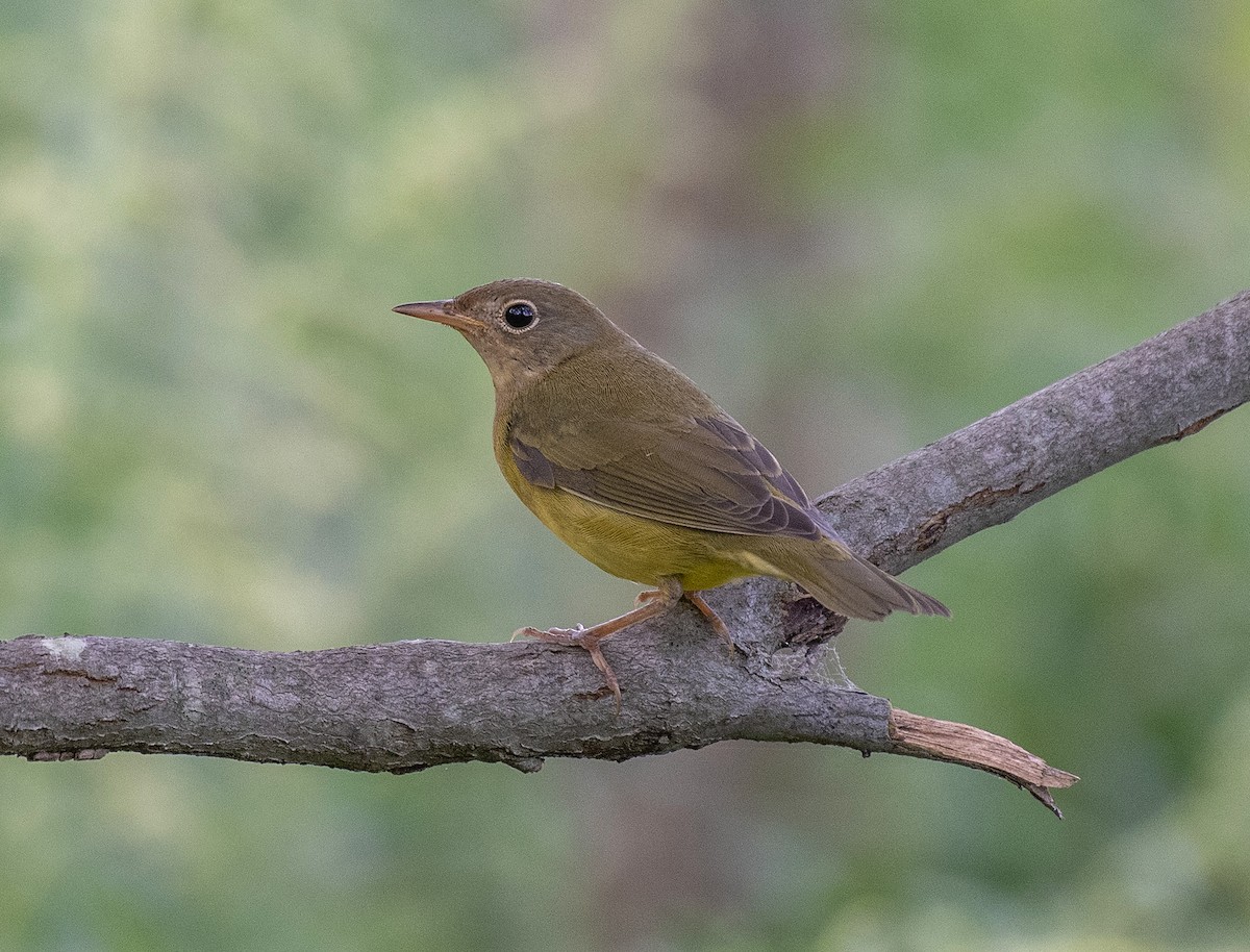 Augenring-Waldsänger - ML608984176