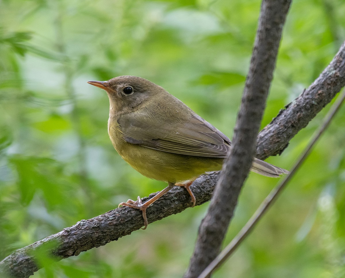 Connecticut Warbler - Dave DeSarno