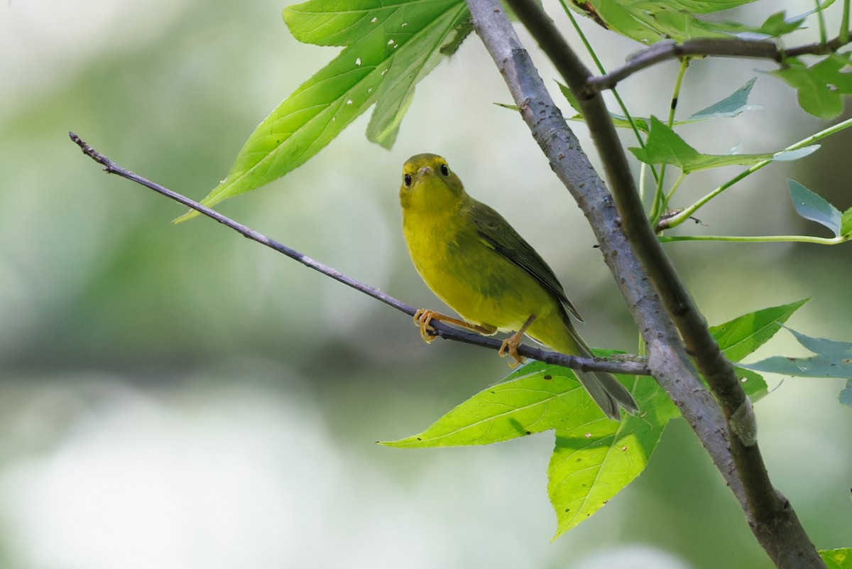 Wilson's Warbler - ML608984264