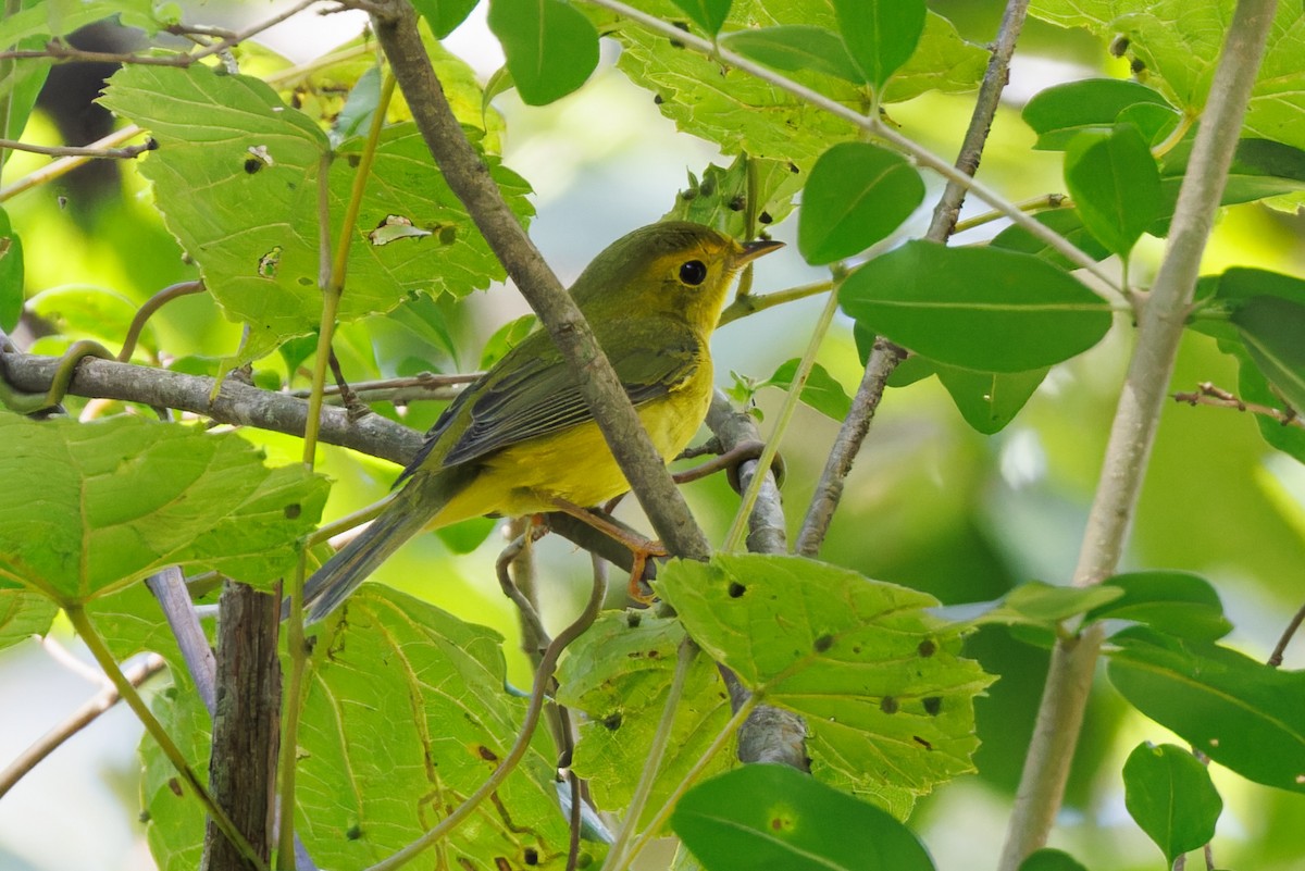 Wilson's Warbler - ML608984267