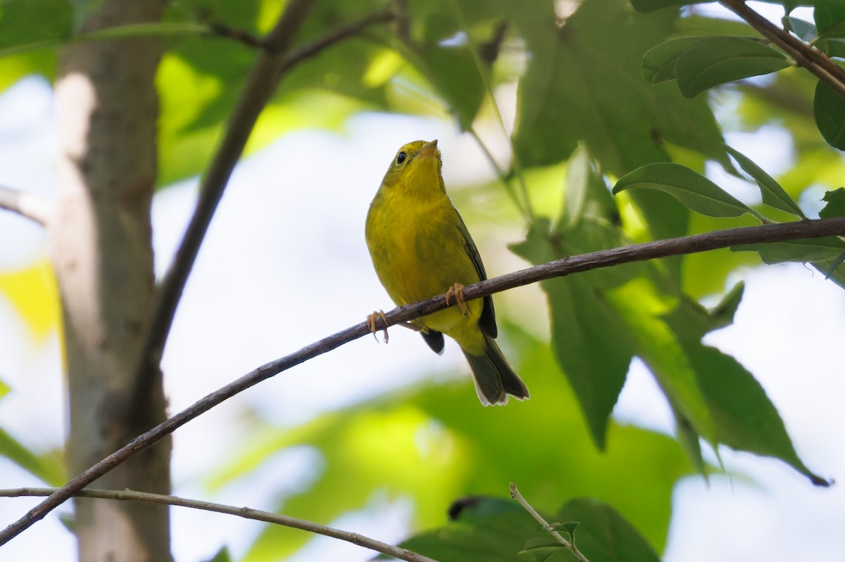 Wilson's Warbler - ML608984268