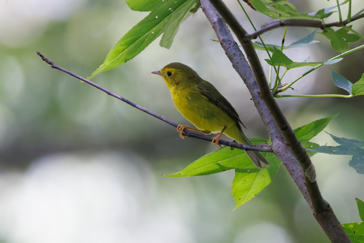 Wilson's Warbler - ML608984270
