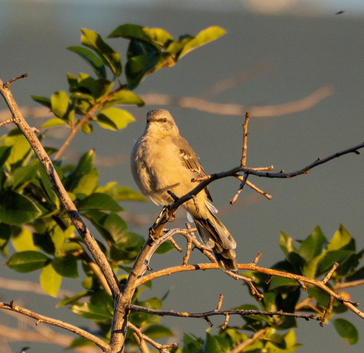 Northern Mockingbird - ML608984283