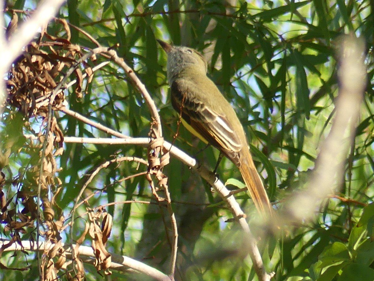 Great Crested Flycatcher - ML608984292